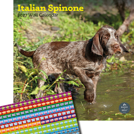 Baker & Bray Spinone Italiano Kalender 2027