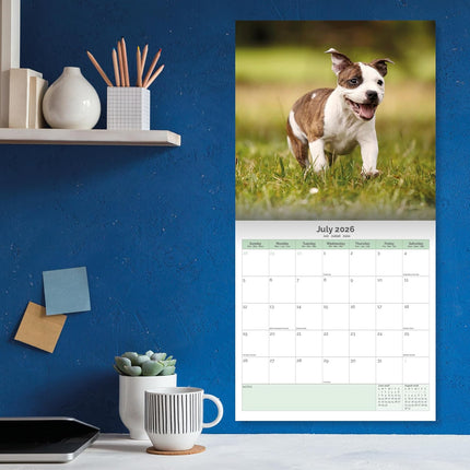 Baker & Bray Staffordshire Bull Terrier Puppies Kalender 2026