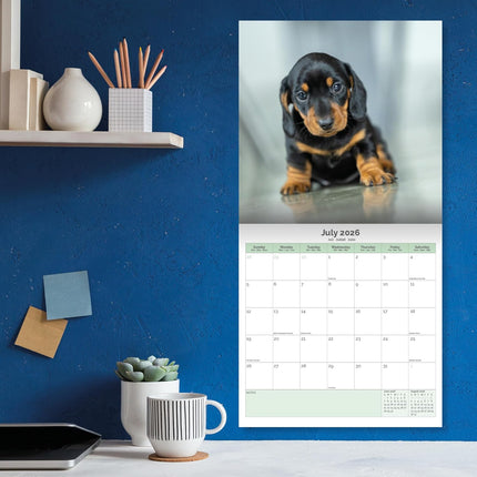 Baker & Bray Teckel Puppies Kalender 2026