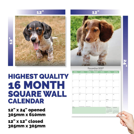 Baker & Bray Teckel Puppies Kalender 2027