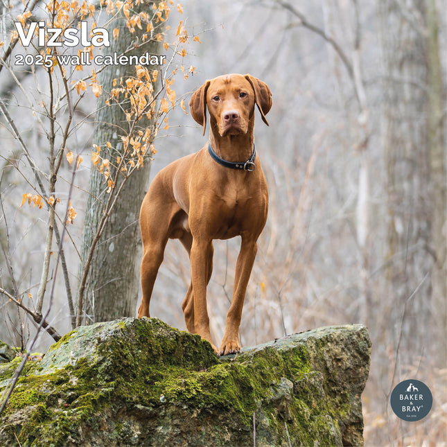 Baker & Bray Vizsla Kalender 2025