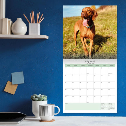 Baker & Bray Vizsla Kalender 2026