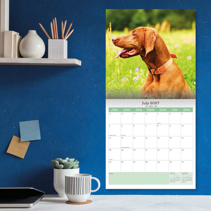 Baker & Bray Vizsla Kalender 2027