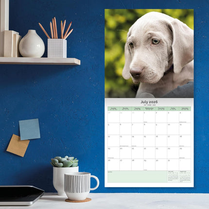 Baker & Bray Weimaraner Kalender 2026