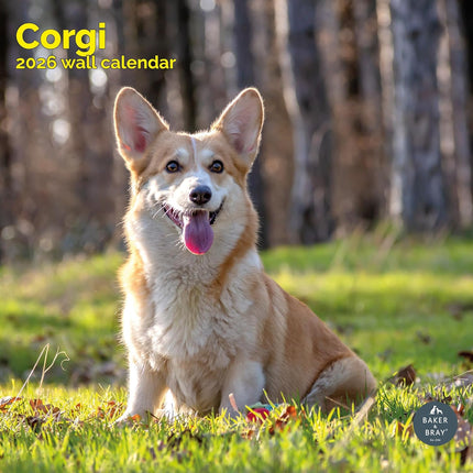 Baker & Bray Welsh Corgi Kalender 2026