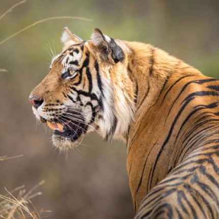 Bekking & Blitz Puzzel (1000 stukjes): Bengaalse tijger, Jeff Goldberg, Wereld Natuurfonds