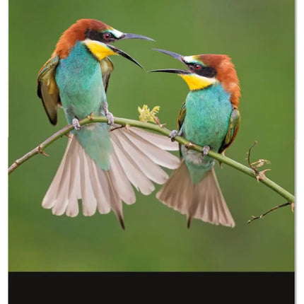 Bekking & Blitz Vogelbescherming Maandkalender 2027
