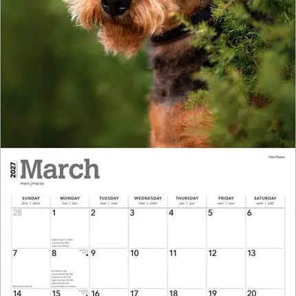Browntrout Airedale Terrier Kalender 2027