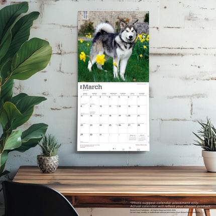 Browntrout Alaskan Malamute Kalender 2026
