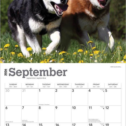 Browntrout Alaskan Malamute Kalender 2026