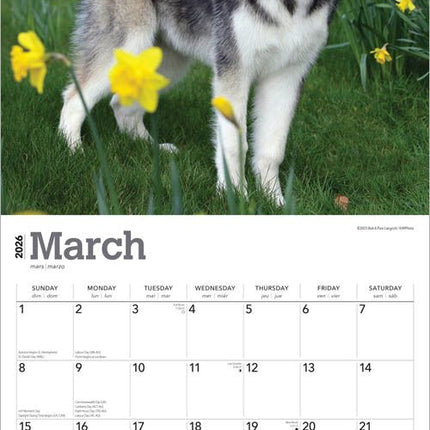 Browntrout Alaskan Malamute Kalender 2026