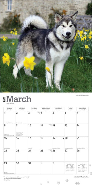 Browntrout Alaskan Malamute Kalender 2026