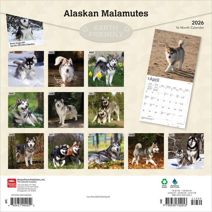 Browntrout Alaskan Malamute Kalender 2026