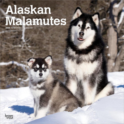 Browntrout Alaskan Malamute Kalender 2026