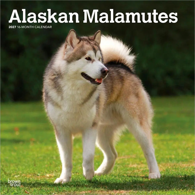 Browntrout Alaskan Malamutes Kalender 2027