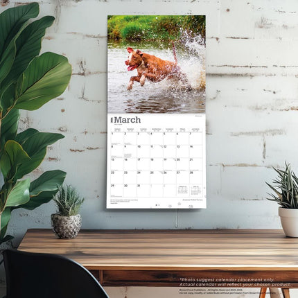 Browntrout American Pit Bull Terrier Kalender 2026