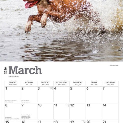 Browntrout American Pit Bull Terrier Kalender 2026