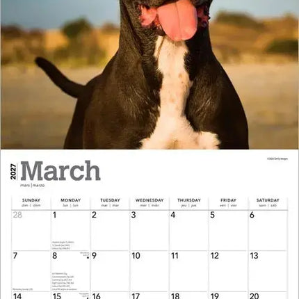 Browntrout American Pit Bull Terrier Kalender 2027