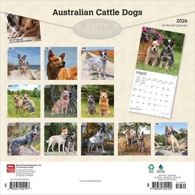 Browntrout Australian Cattle Dog Kalender 2026