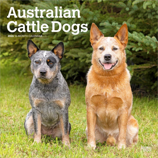Browntrout Australian Cattle Dog Kalender 2026