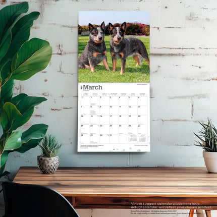 Browntrout Australian Cattle Dog Kalender 2027
