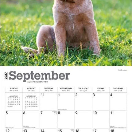 Browntrout Australian Cattle Dog Kalender 2027