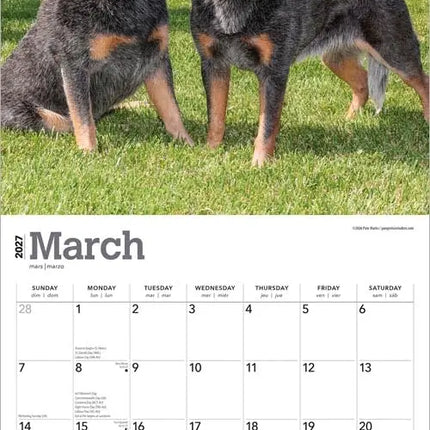 Browntrout Australian Cattle Dog Kalender 2027