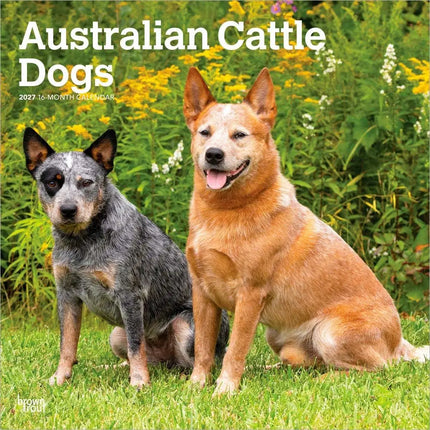 Browntrout Australian Cattle Dog Kalender 2027