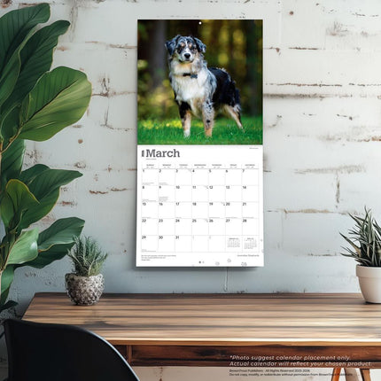 Browntrout Australian Shepherd Kalender 2026