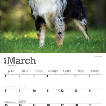 Browntrout Australian Shepherd Kalender 2026