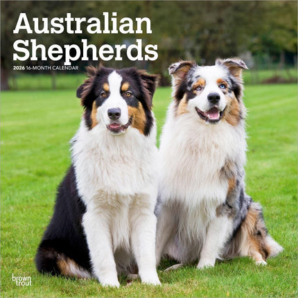 Browntrout Australian Shepherd Kalender 2026