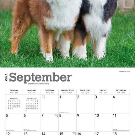 Browntrout Australian Shepherd Kalender 2027