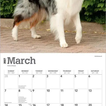 Browntrout Australian Shepherd Kalender 2027