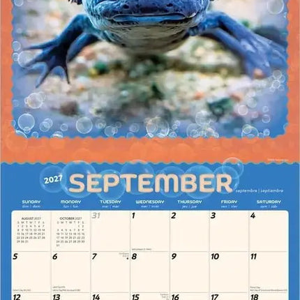 Browntrout Axolotl Kalender 2027