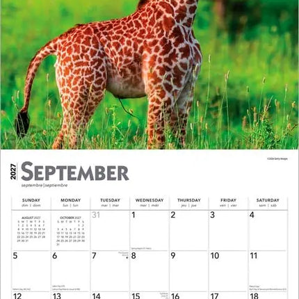 Browntrout Baby Animals Kalender 2027