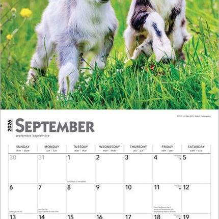 Browntrout Baby Geitjes Kalender 2026