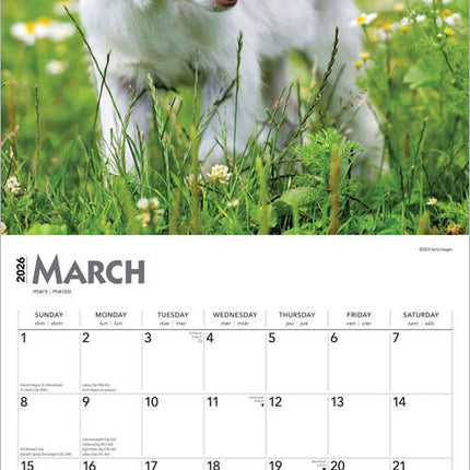 Browntrout Baby Geitjes Kalender 2026
