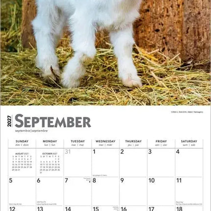 Browntrout Baby Geitjes Kalender 2027