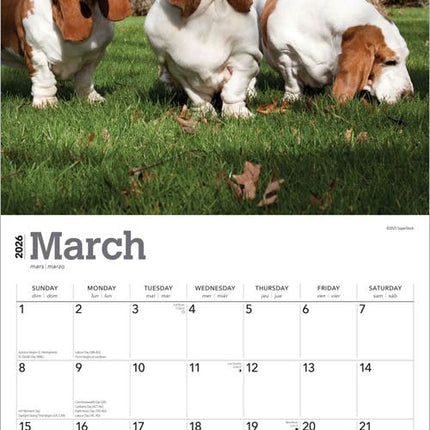Browntrout Basset Hound Kalender 2026