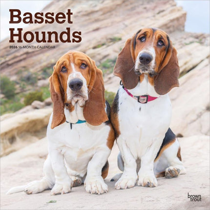 Browntrout Basset Hound Kalender 2026