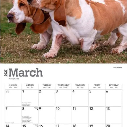 Browntrout Basset Hound Kalender 2027