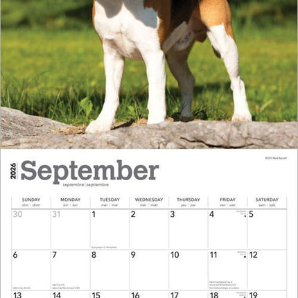 Browntrout Beagle Kalender 2026