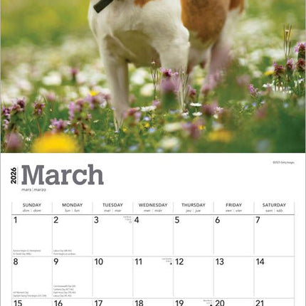Browntrout Beagle Kalender 2026