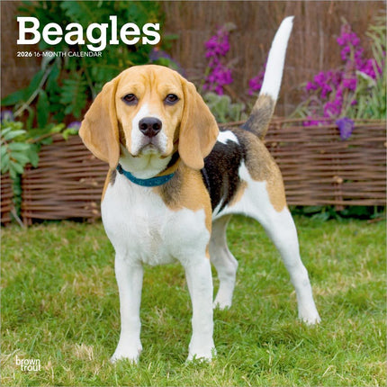 Browntrout Beagle Kalender 2026