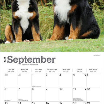 Browntrout Berner Sennen Kalender 2026