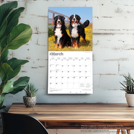 Browntrout Berner Sennen Kalender 2026