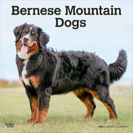 Browntrout Berner Sennen Kalender 2026