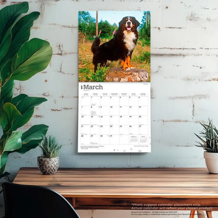 Browntrout Berner Sennen Kalender 2027