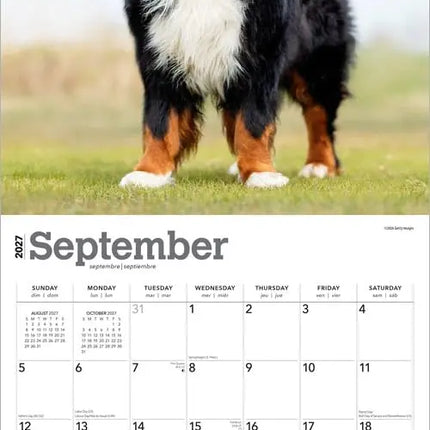 Browntrout Berner Sennen Kalender 2027