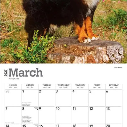 Browntrout Berner Sennen Kalender 2027